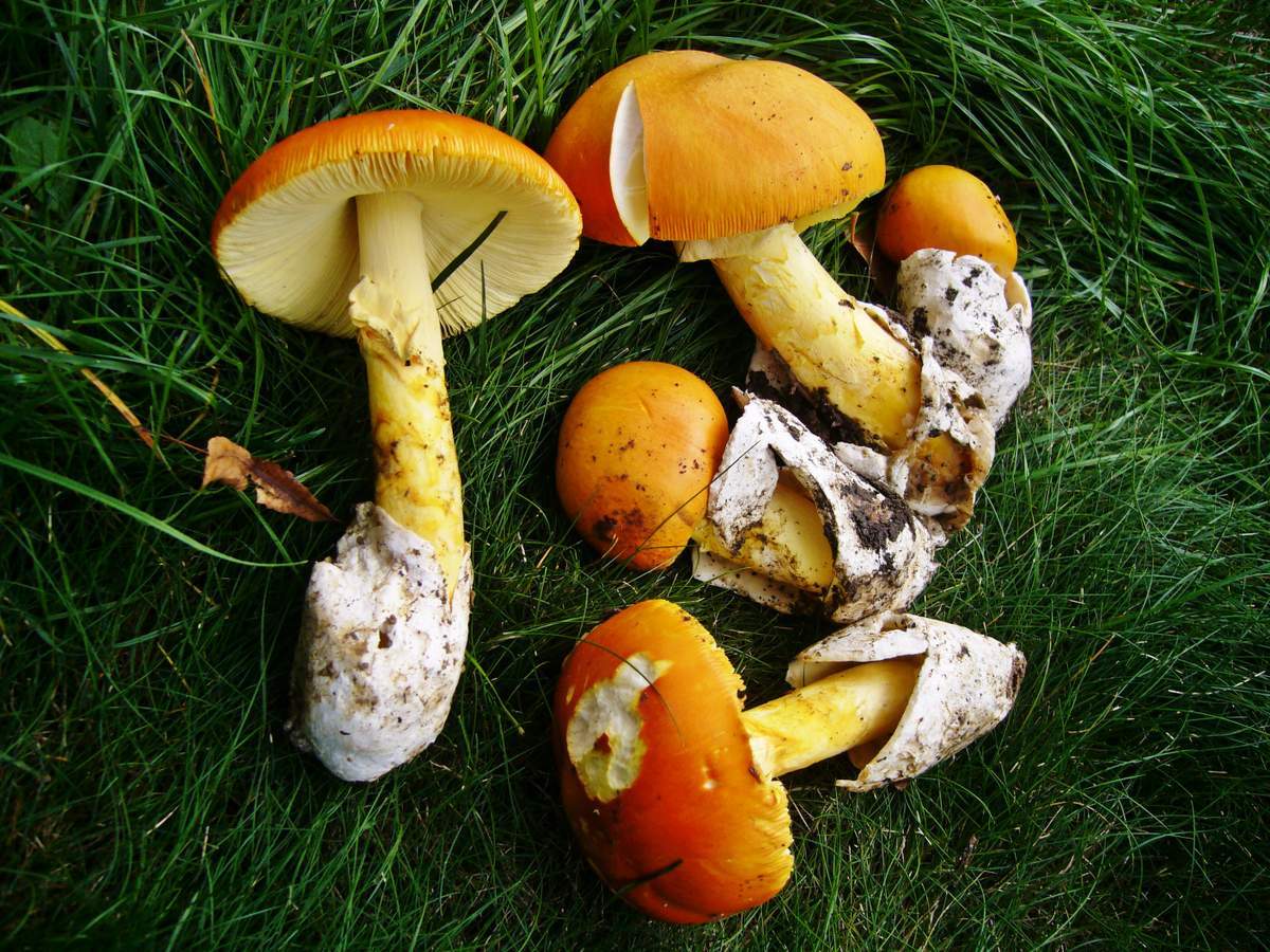 Царский гриб: как выглядит, рецепты приготовления мухомора цезаря