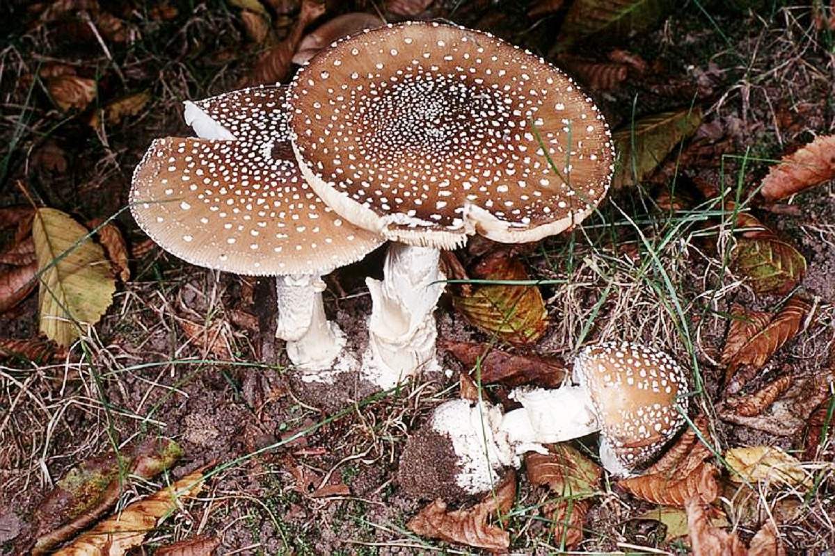 От чего лечит настойка мухомора на водке: целебные свойства и вред