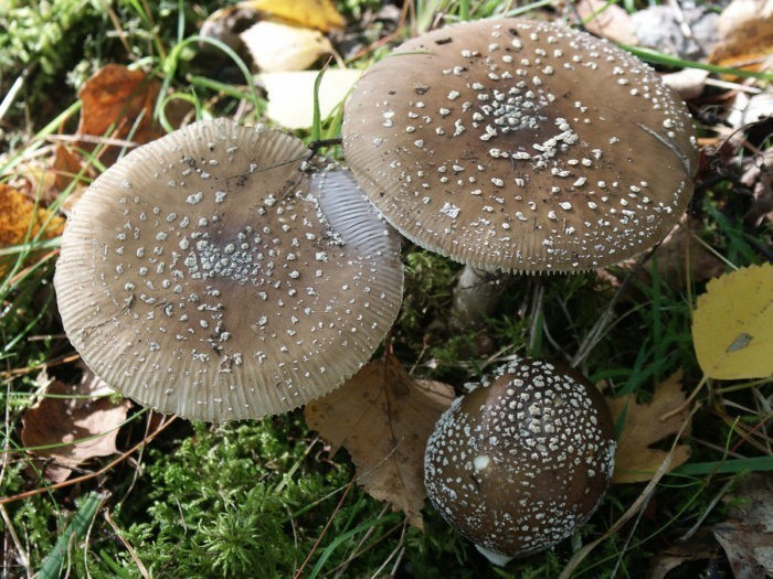 Мухомор серо-розовый