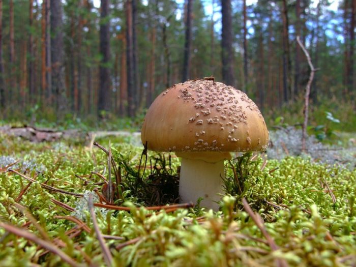 Мухомор серо-розовый