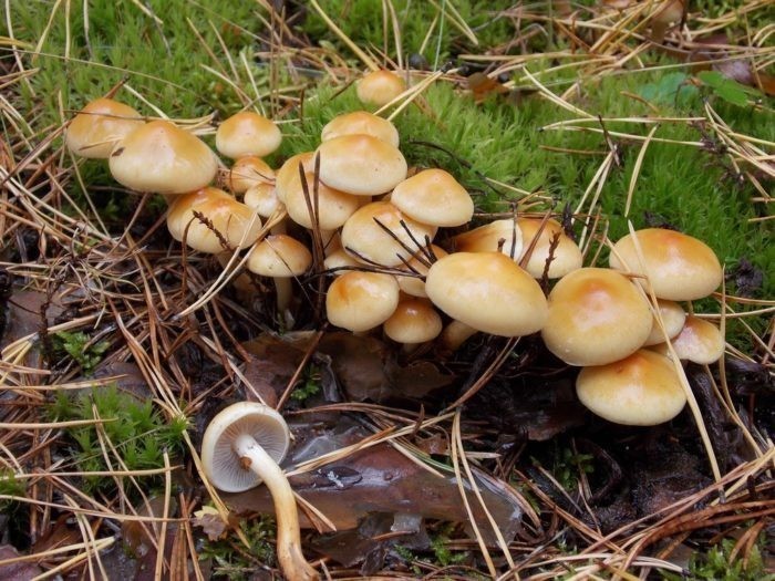 Опенок серопластинчатый: где растут ложные грибы