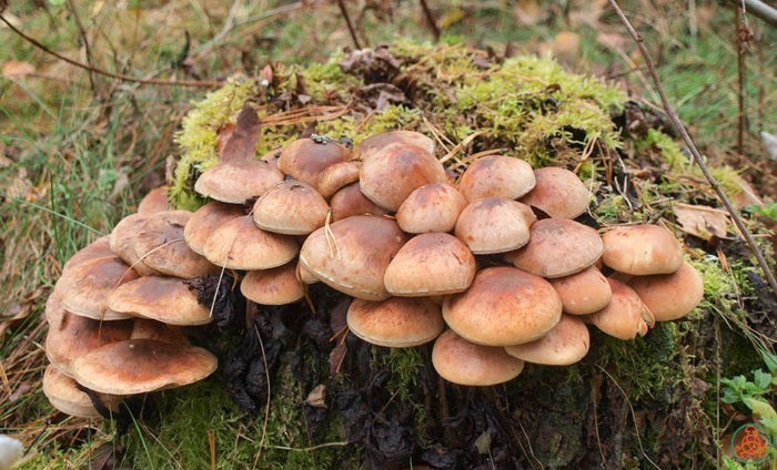 Опенок серопластинчатый: где растут ложные грибы